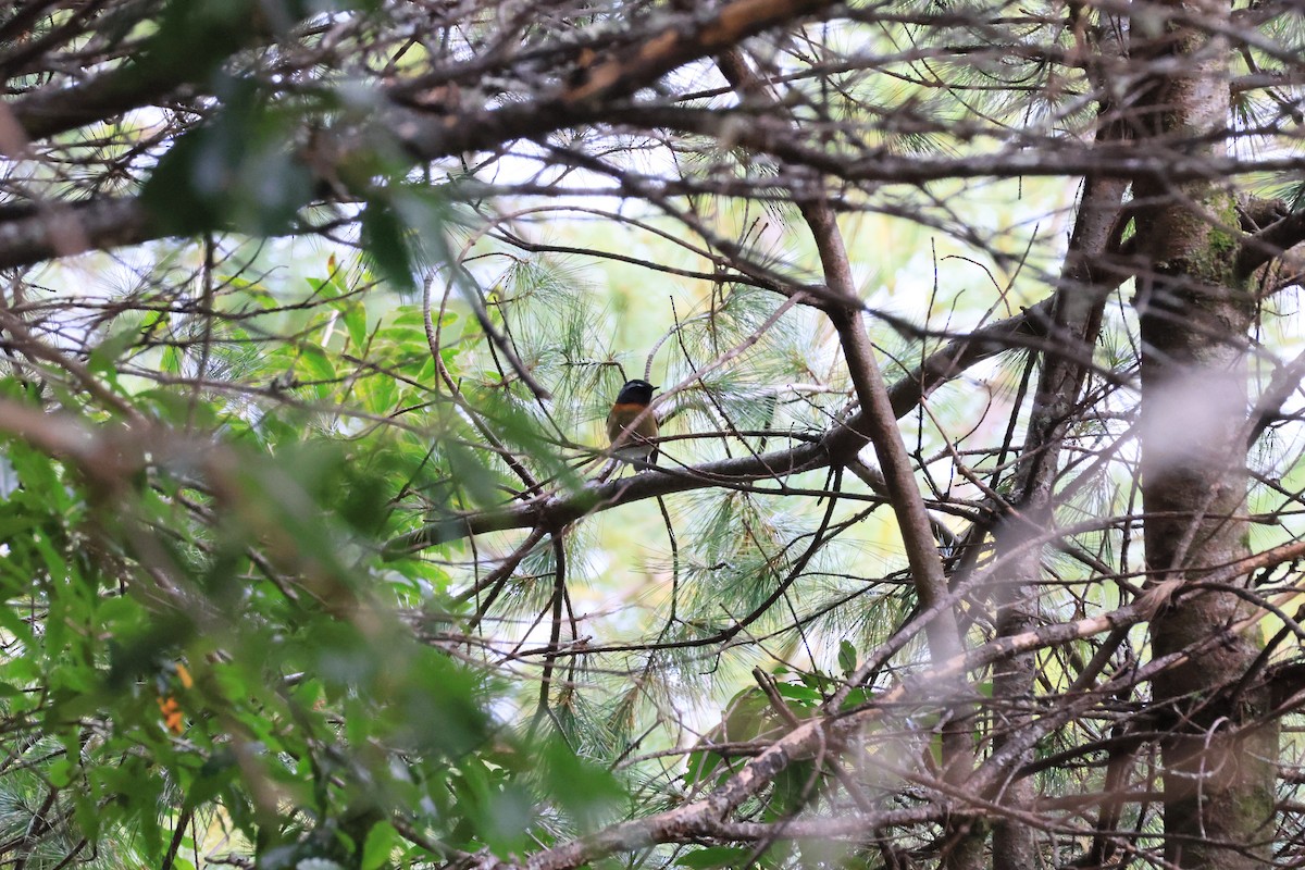 Robin de Johnstone - ML646447983