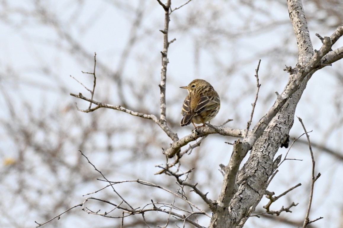 Meadow Pipit - ML646447984