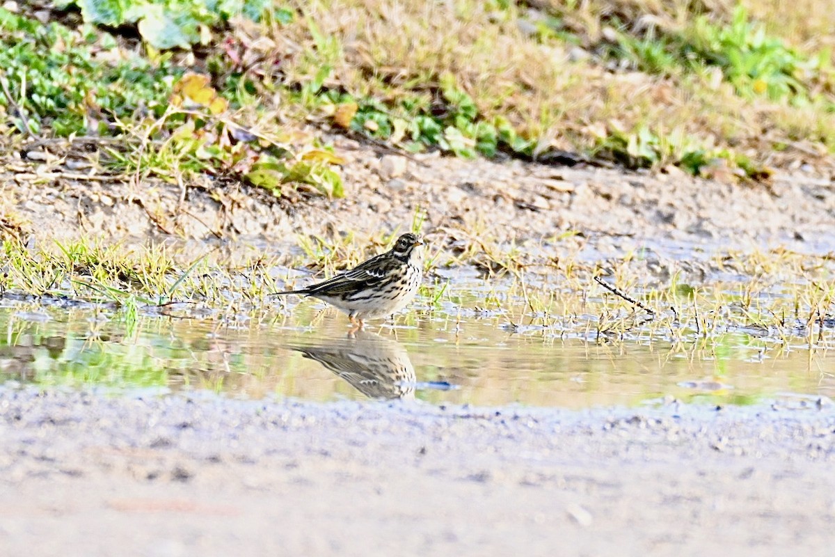Meadow Pipit - ML646447985
