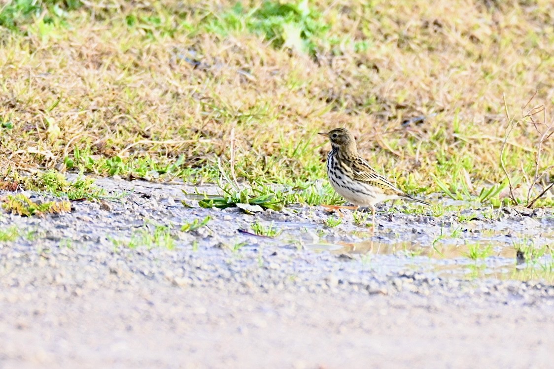 Meadow Pipit - ML646447986