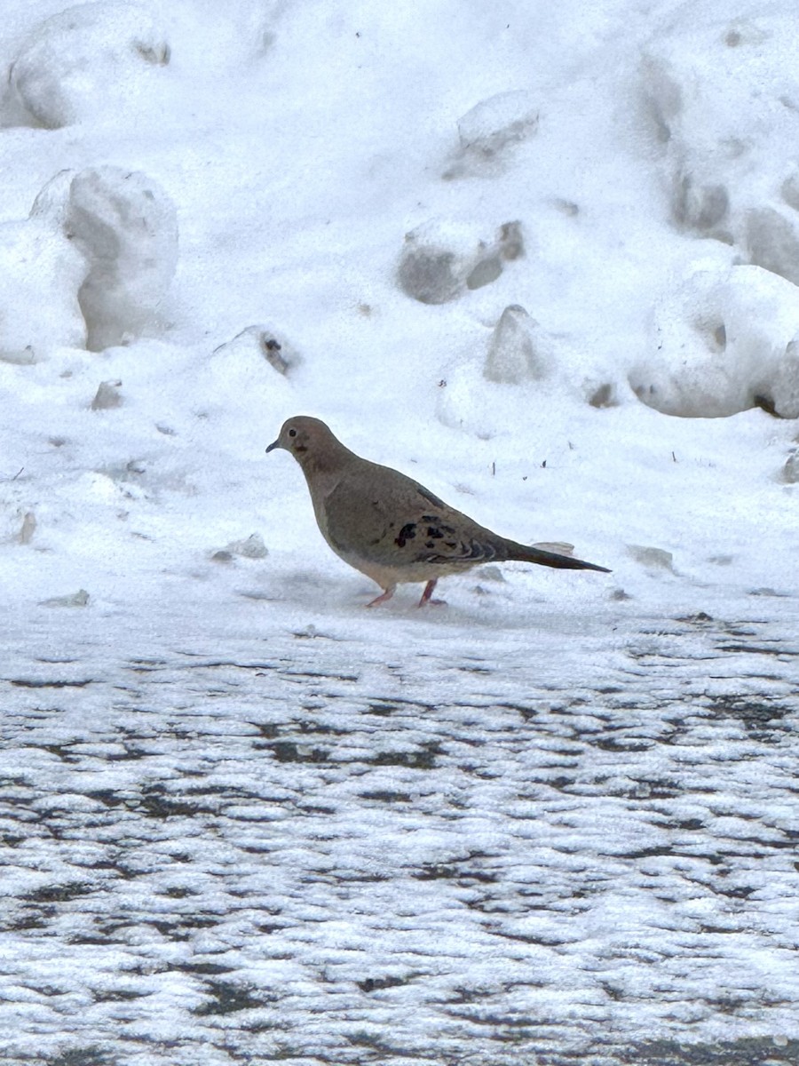 hrdlička karolínská - ML646447992