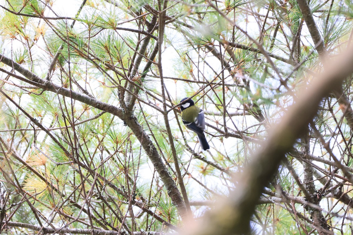 Green-backed Tit - ML646447993