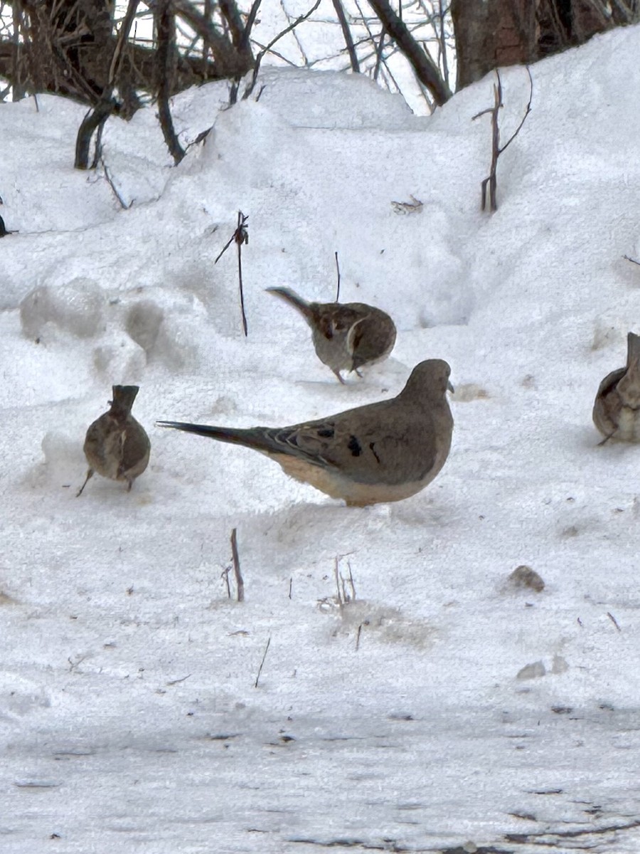 hrdlička karolínská - ML646447995