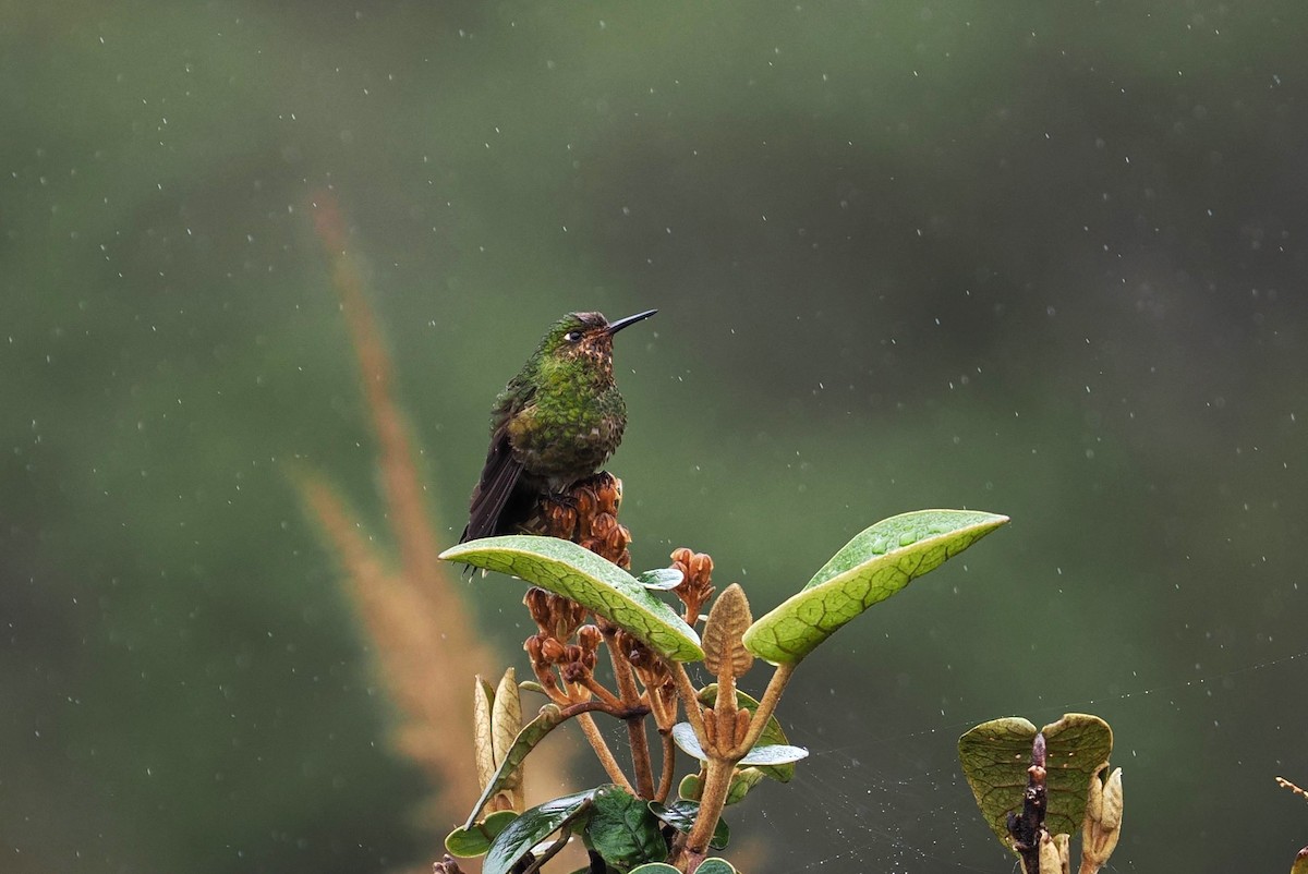 kolibřík Williamův - ML646447996