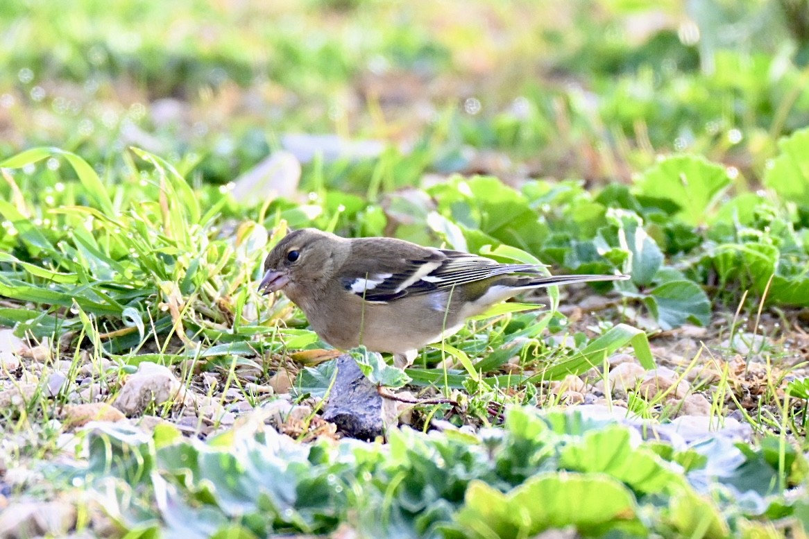 Common Chaffinch - ML646447997