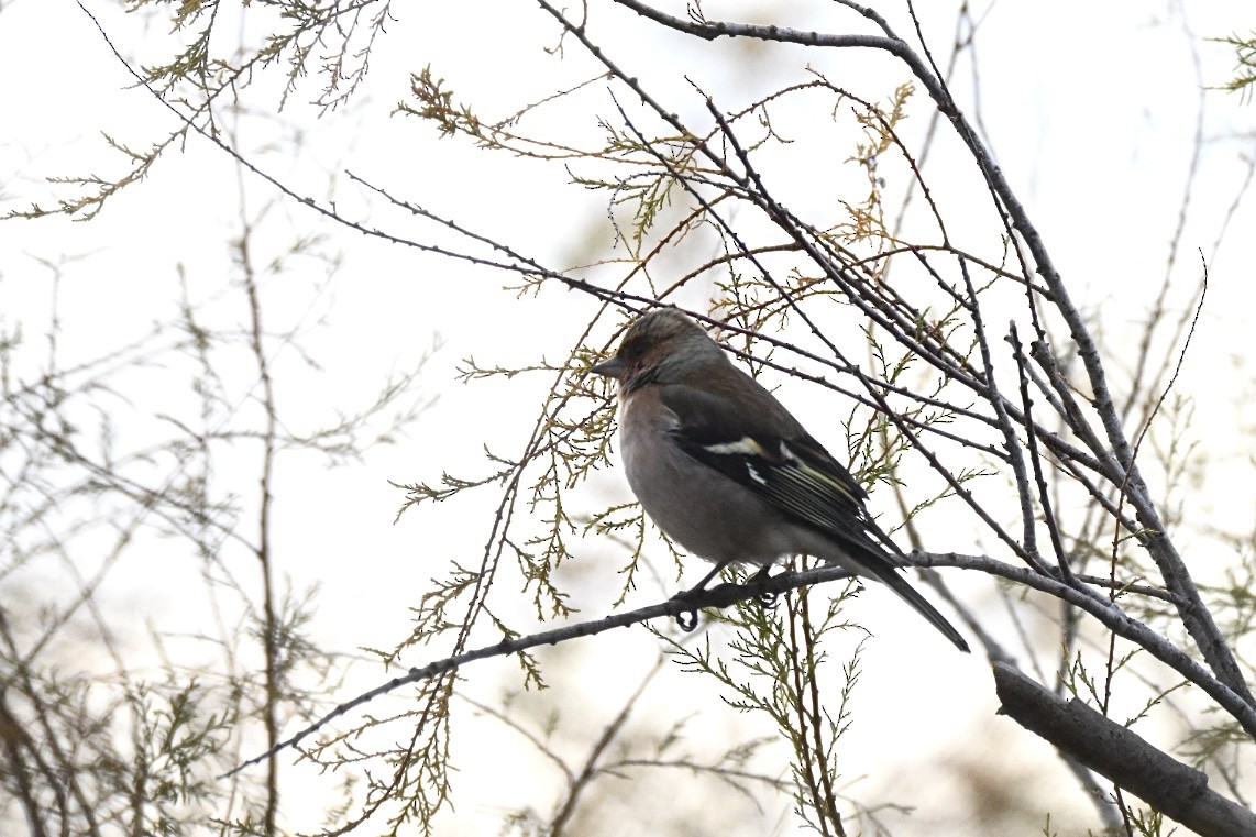 Common Chaffinch - ML646447998