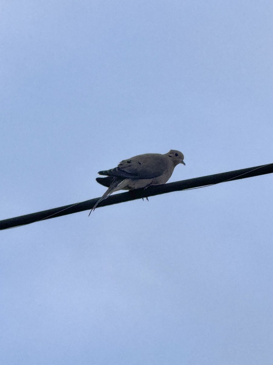 hrdlička karolínská - ML646447999