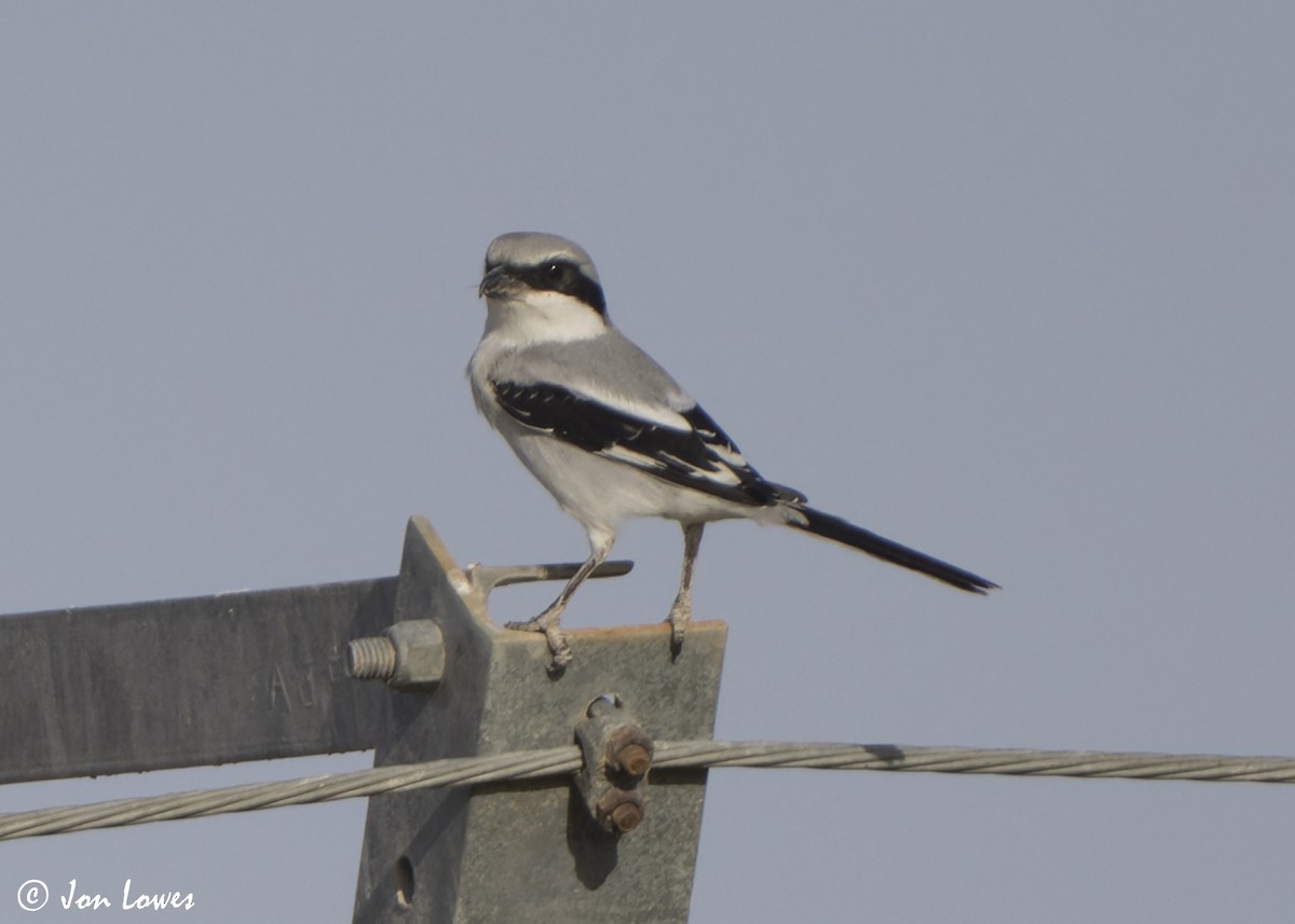 ヨーロッパオオモズ（aucheri／buryi） - ML646448001