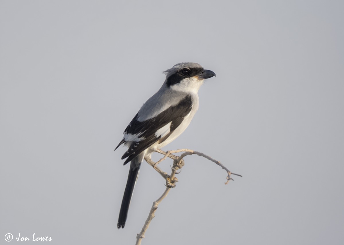 ヨーロッパオオモズ（aucheri／buryi） - ML646448002