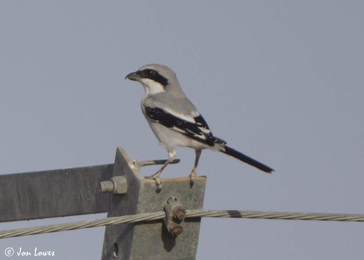 ヨーロッパオオモズ（aucheri／buryi） - ML646448003