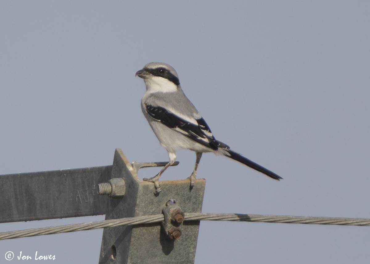 ヨーロッパオオモズ（aucheri／buryi） - ML646448004