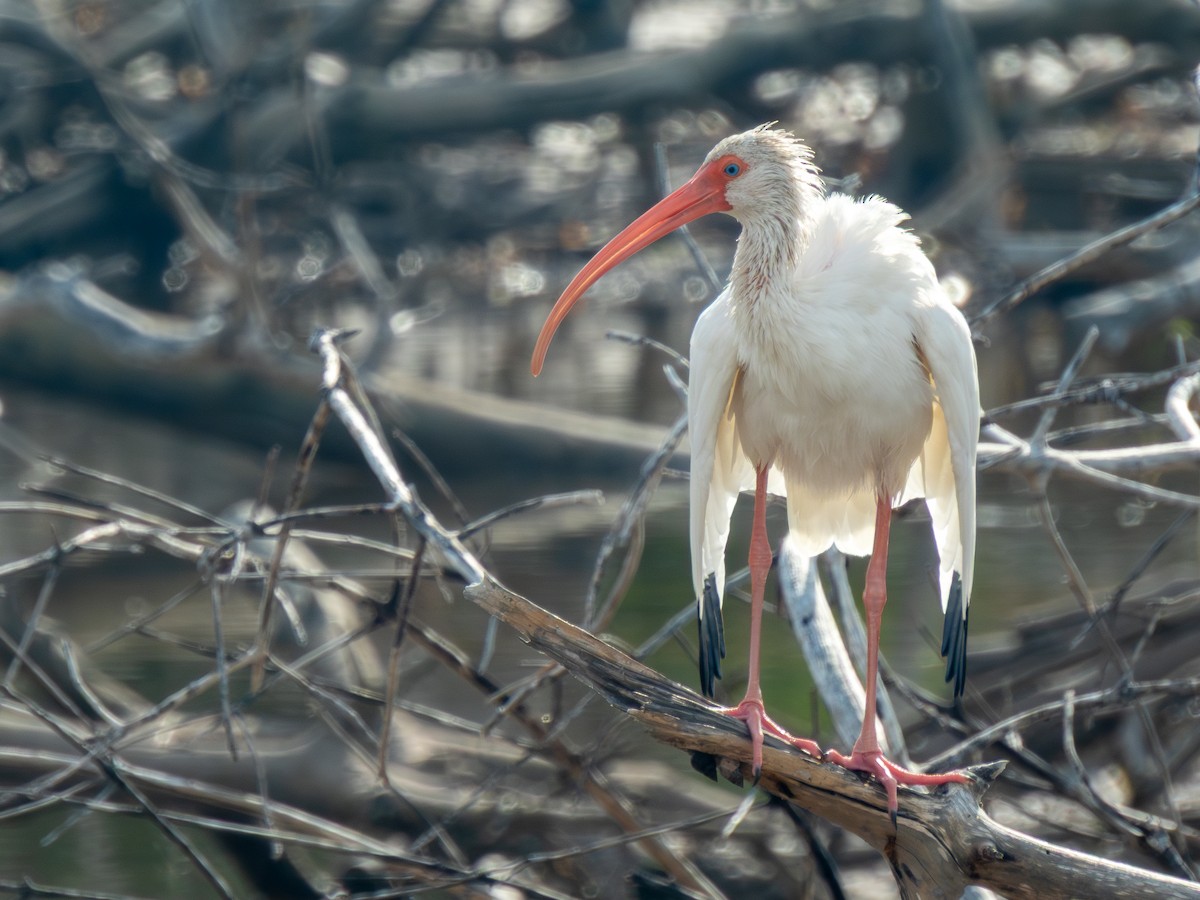 White Ibis - ML646448005