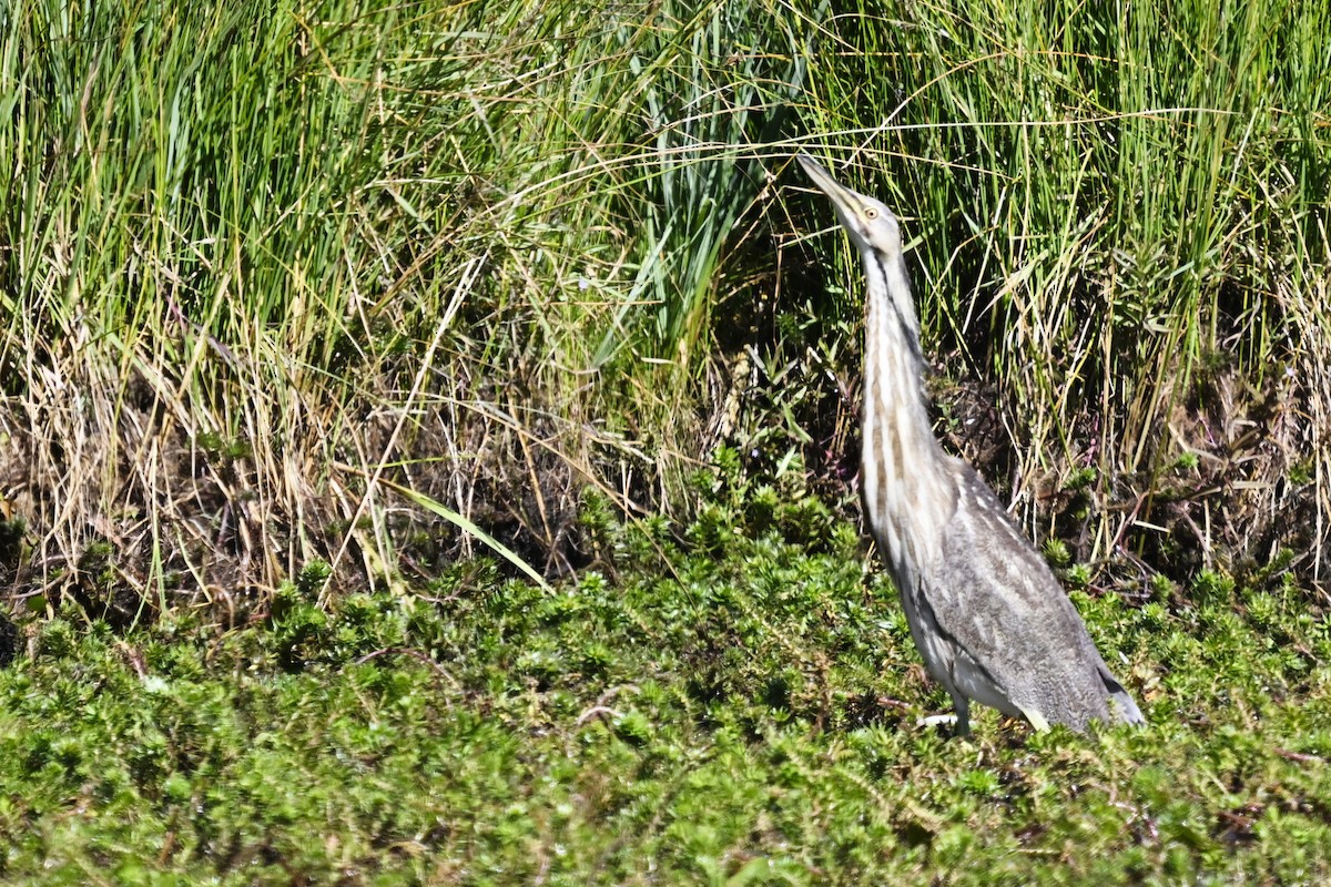 Amerika Balabanı - ML646448006