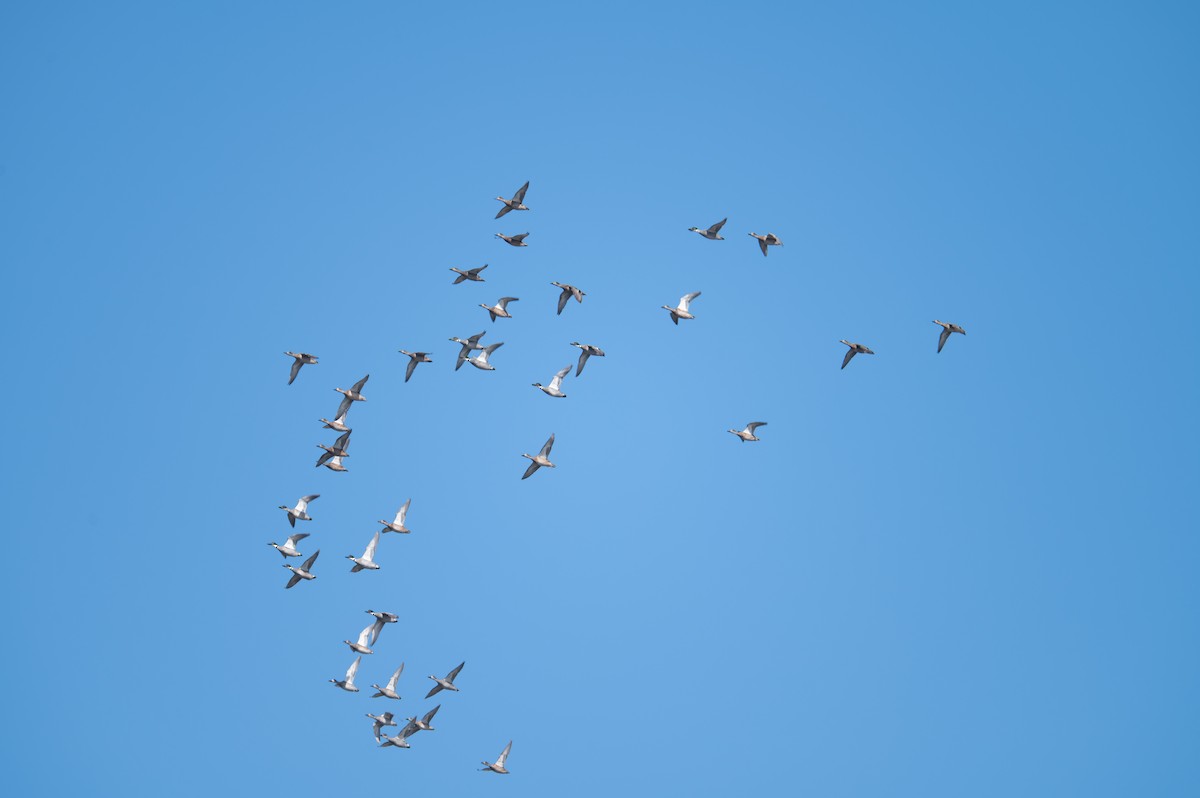 ヨシガモ - ML646448008