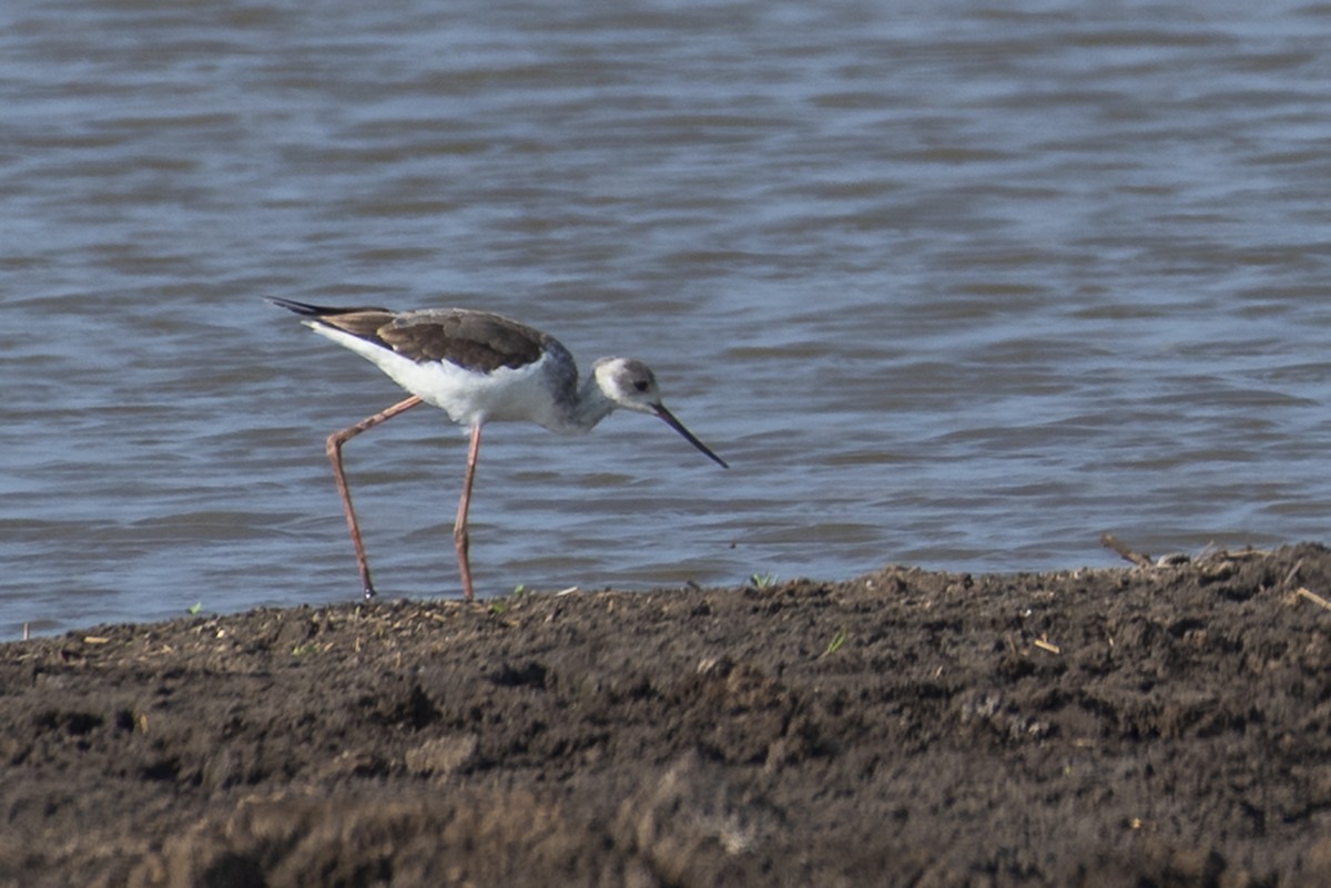 Black-winged Stilt - ML646448010