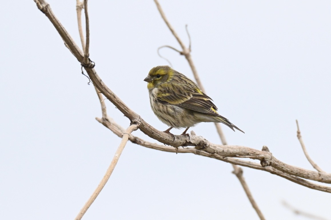 European Serin - ML646448011