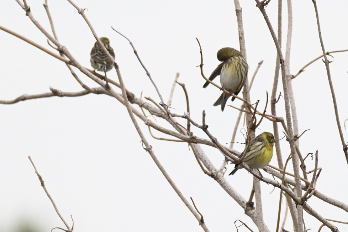 European Serin - ML646448012