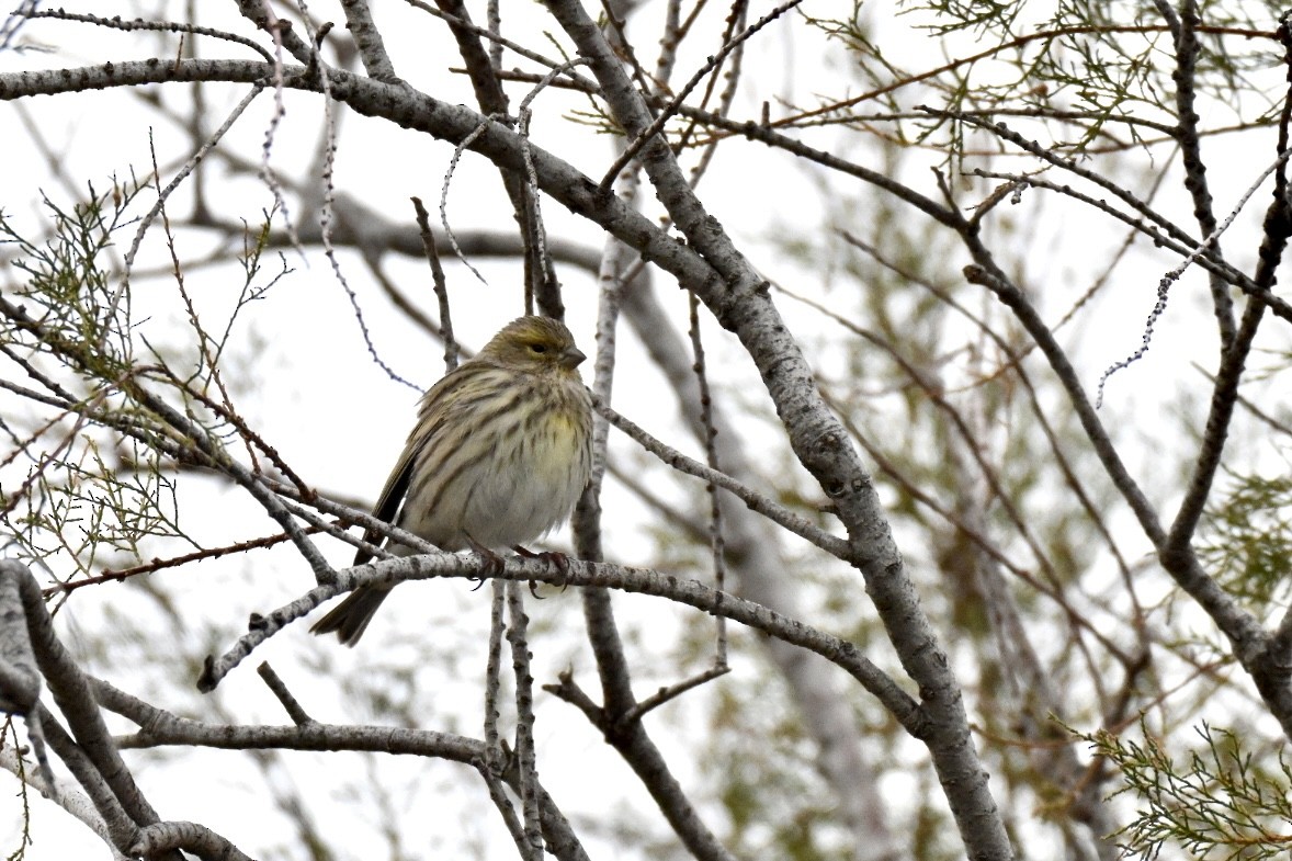 European Serin - ML646448013