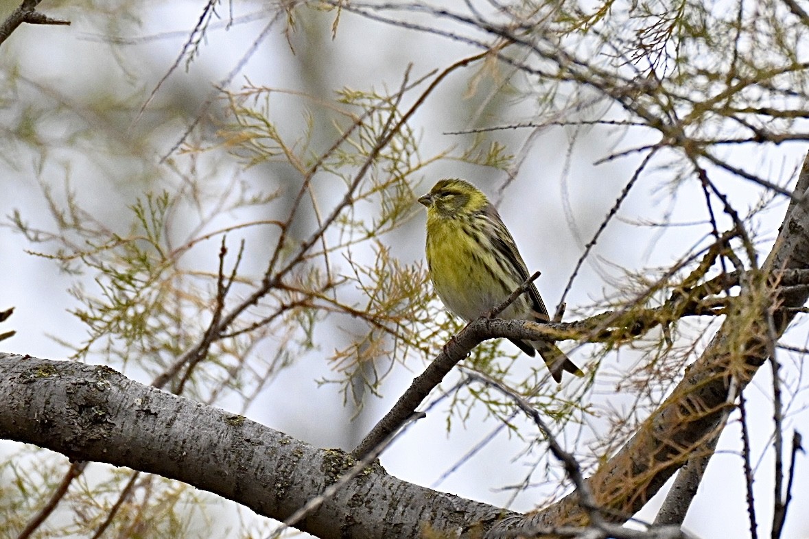 European Serin - ML646448014