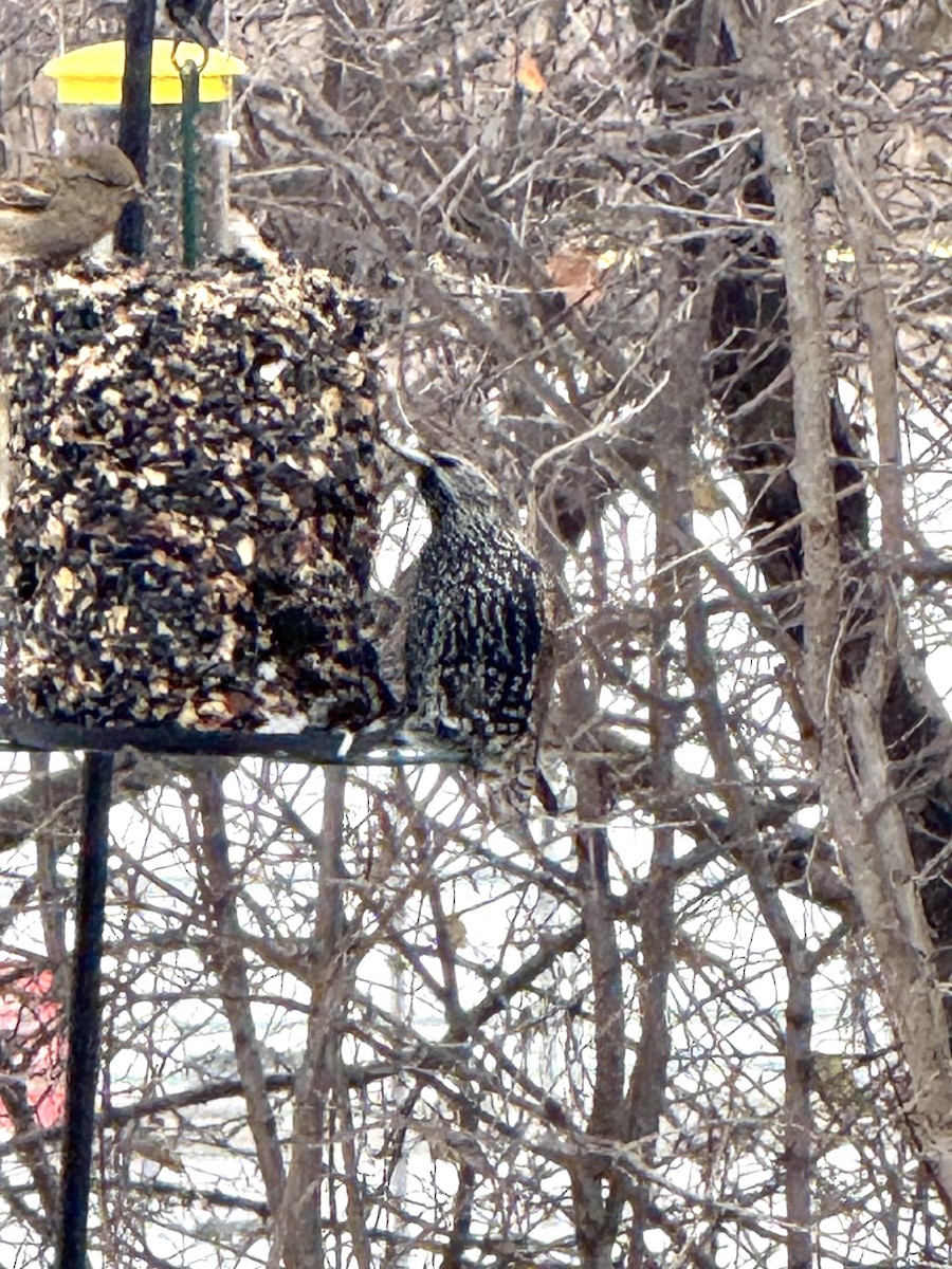 špaček obecný - ML646448015