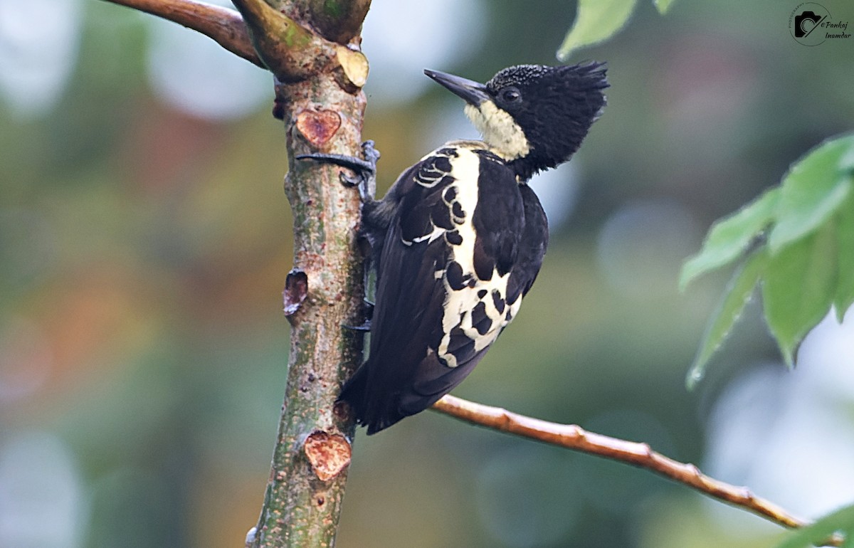 Heart-spotted Woodpecker - ML646448016