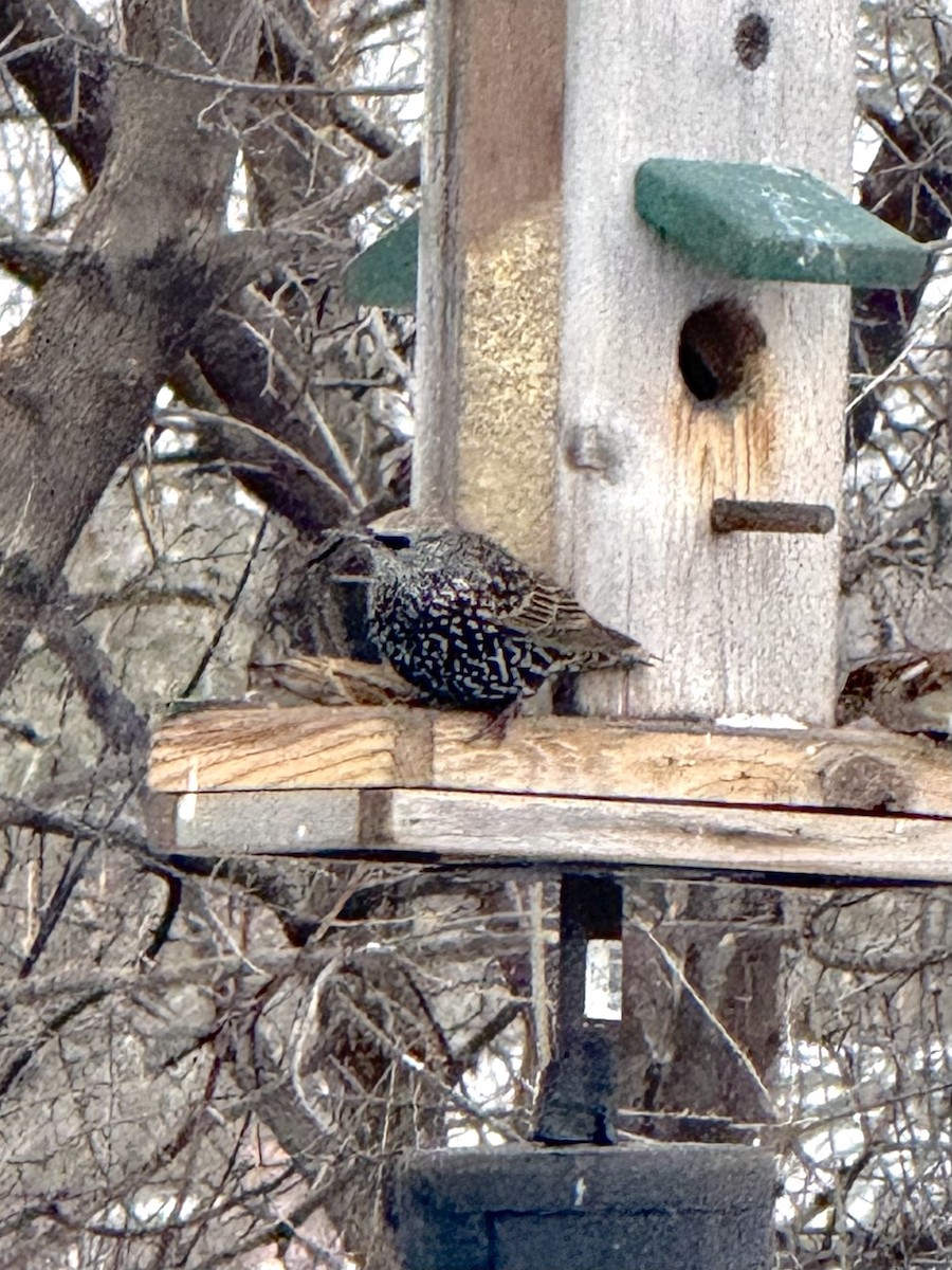 špaček obecný - ML646448018