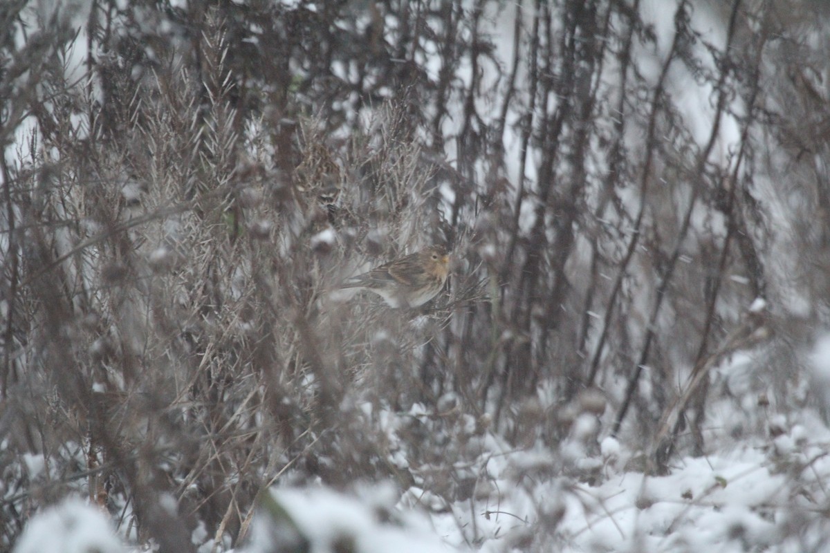 Бор цэгцүүхэй - ML646448022