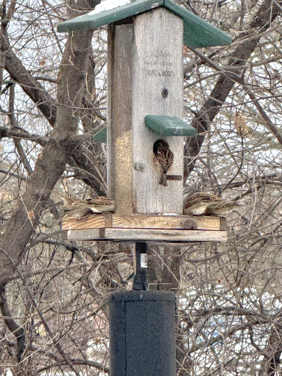 vrabec domácí - ML646448023