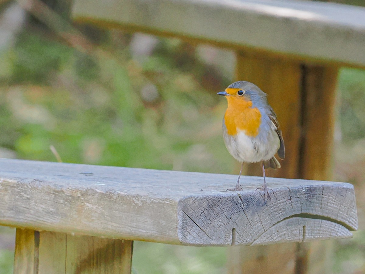 Rotkehlchen - ML646448024