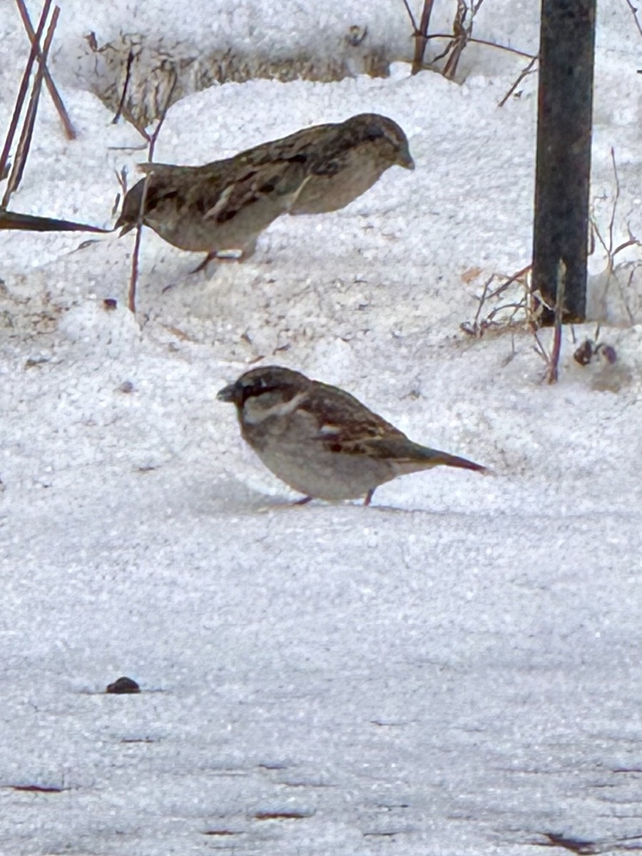 vrabec domácí - ML646448027