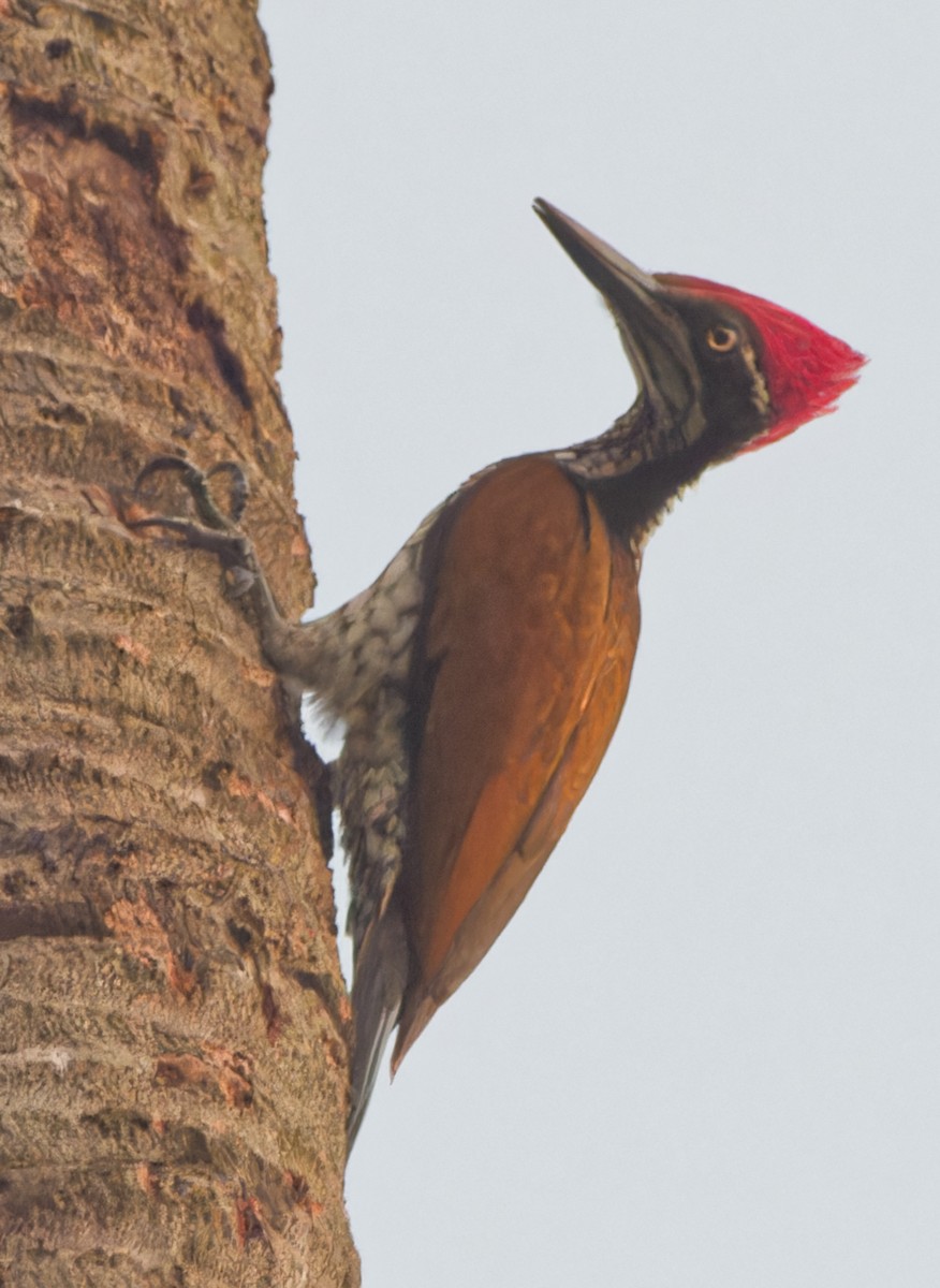 Malabar Flameback - ML646448028