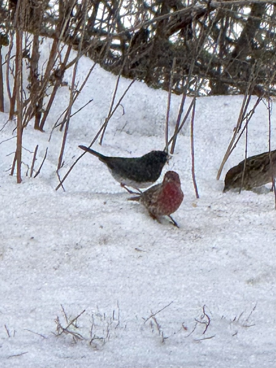 hýl rudoprsý - ML646448046