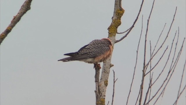 Red-footed Falcon - ML646448053