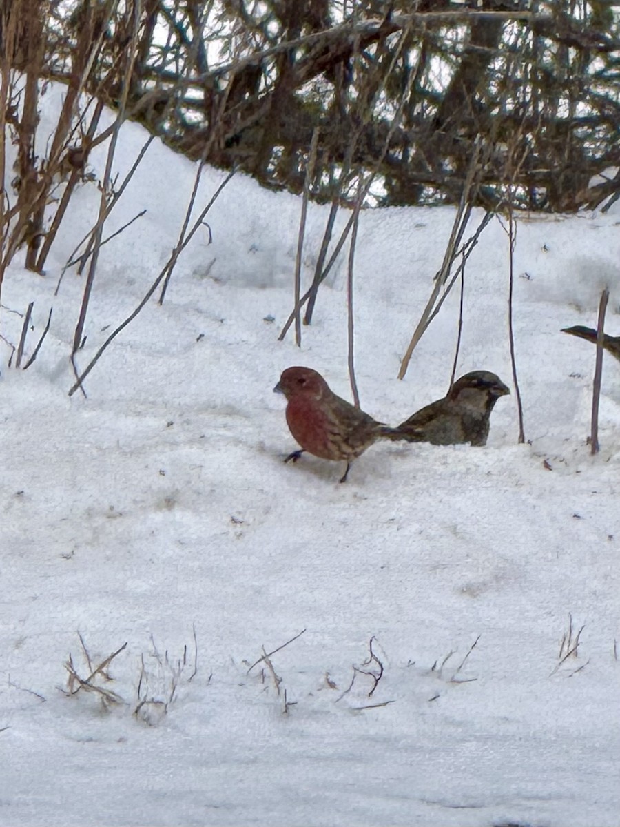 hýl rudoprsý - ML646448056