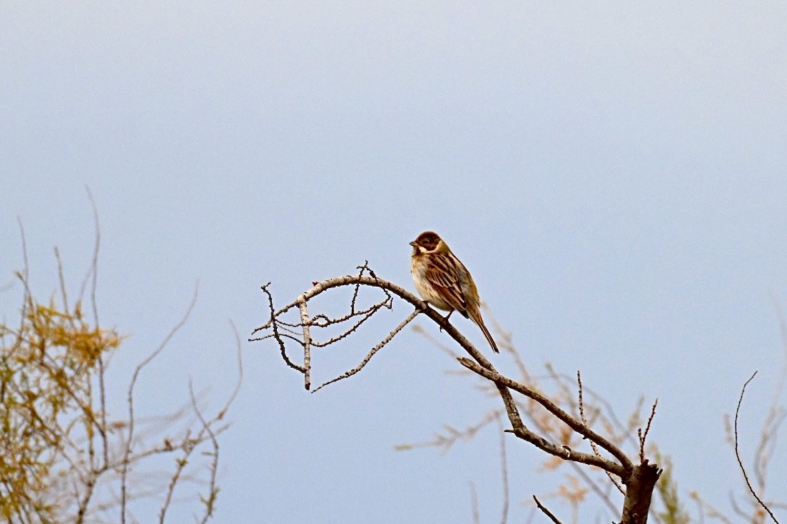 Reed Bunting - ML646448063