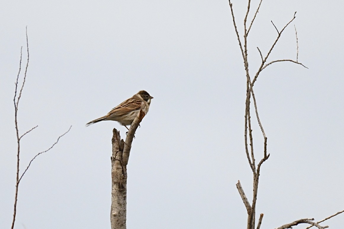 Reed Bunting - ML646448064