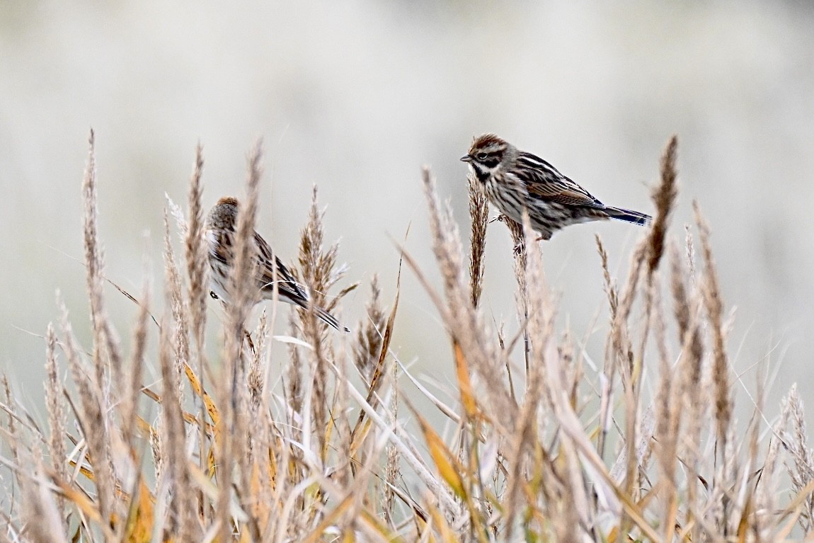 Reed Bunting - ML646448065