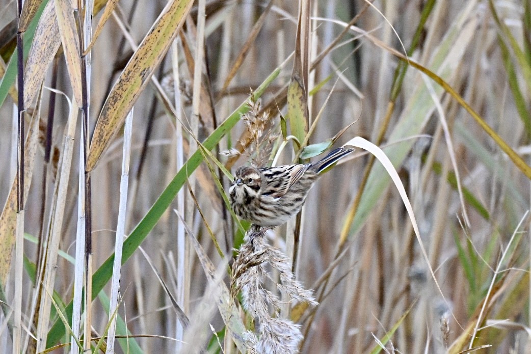 Reed Bunting - ML646448066