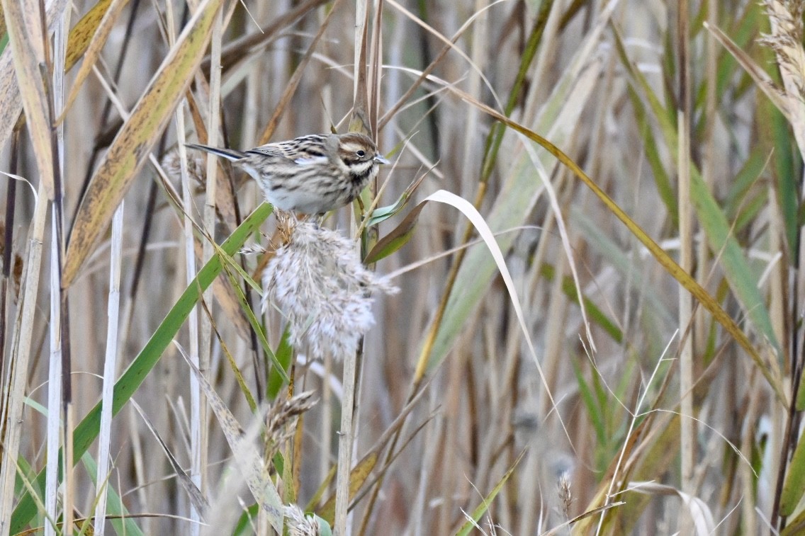 Reed Bunting - ML646448067