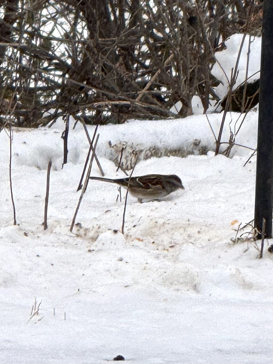 strnádka pokřovní - ML646448070