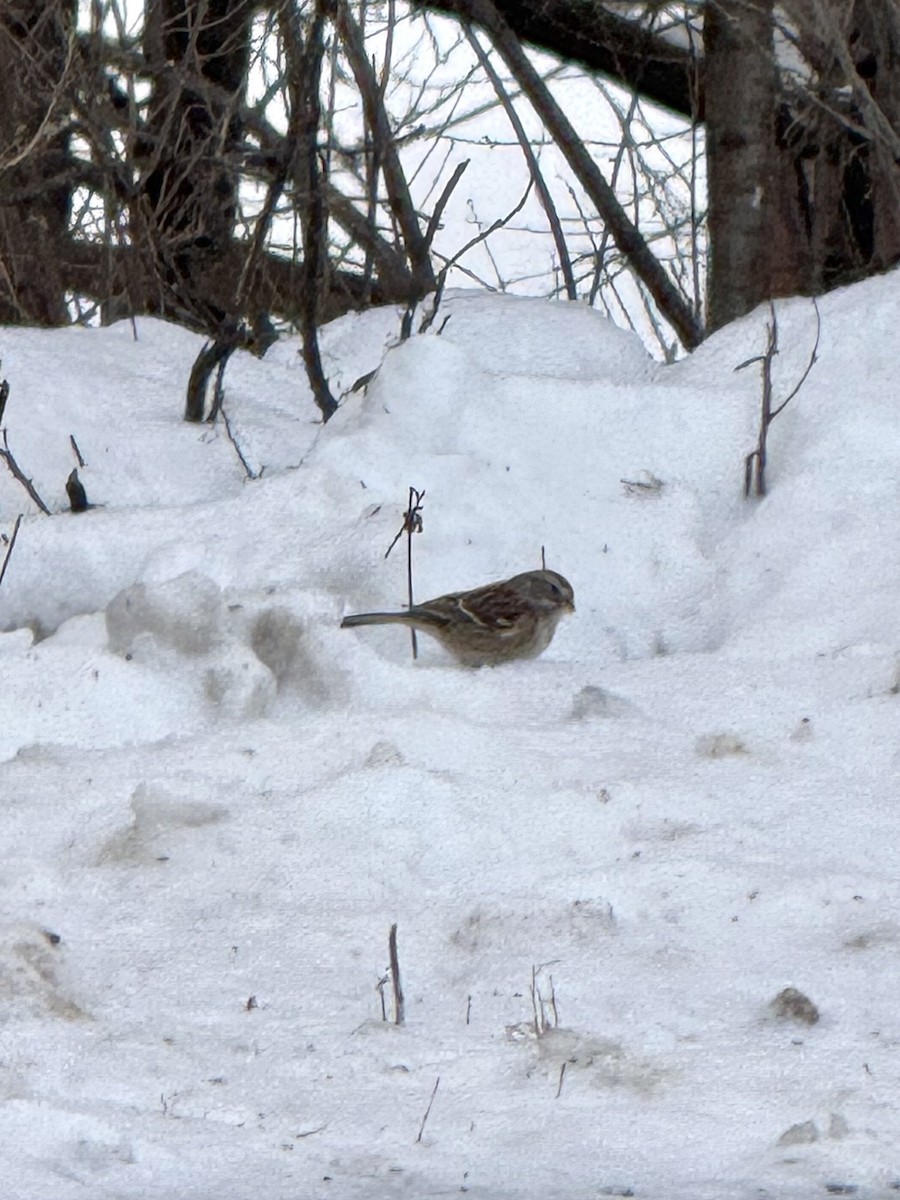 strnádka pokřovní - ML646448071