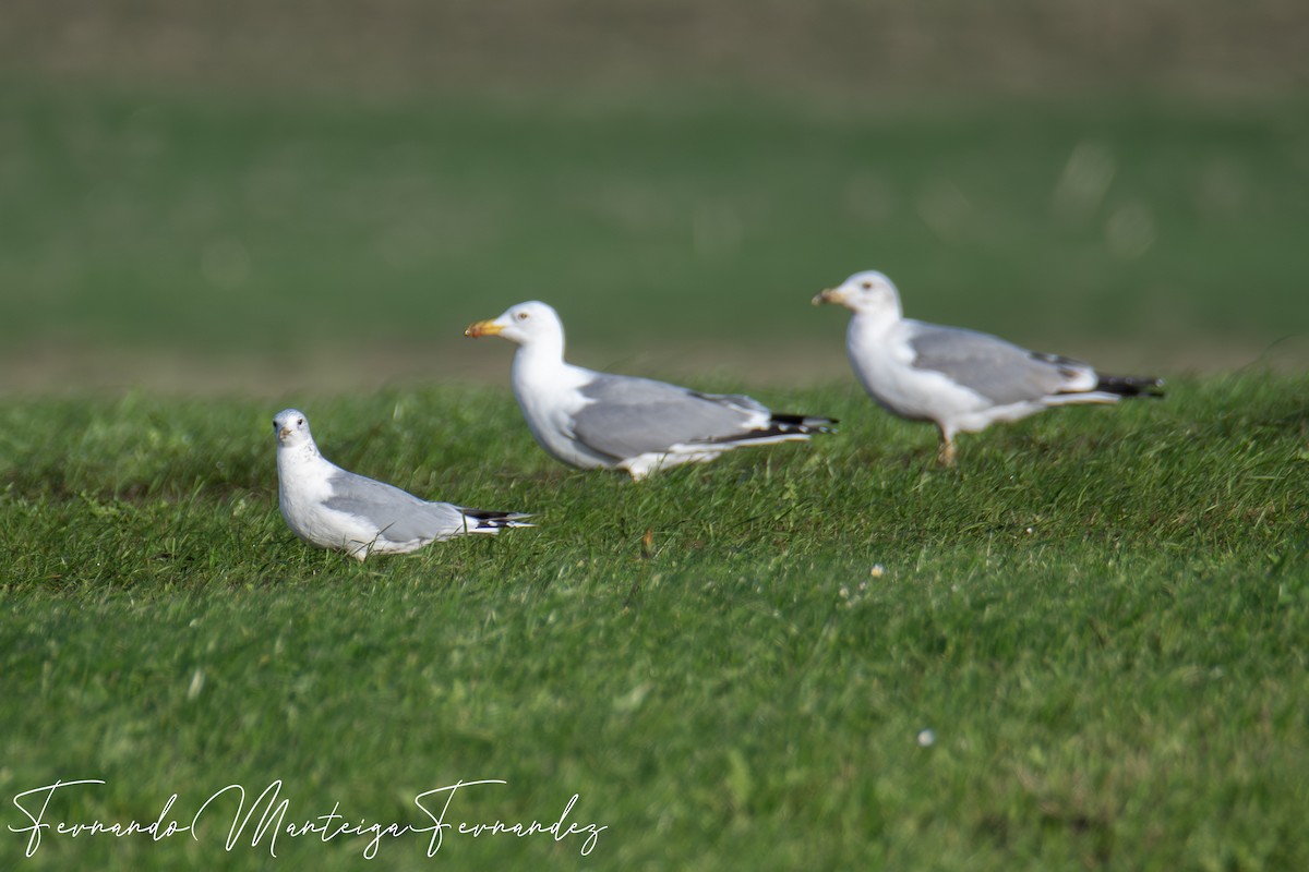 Common Gull - ML646448072