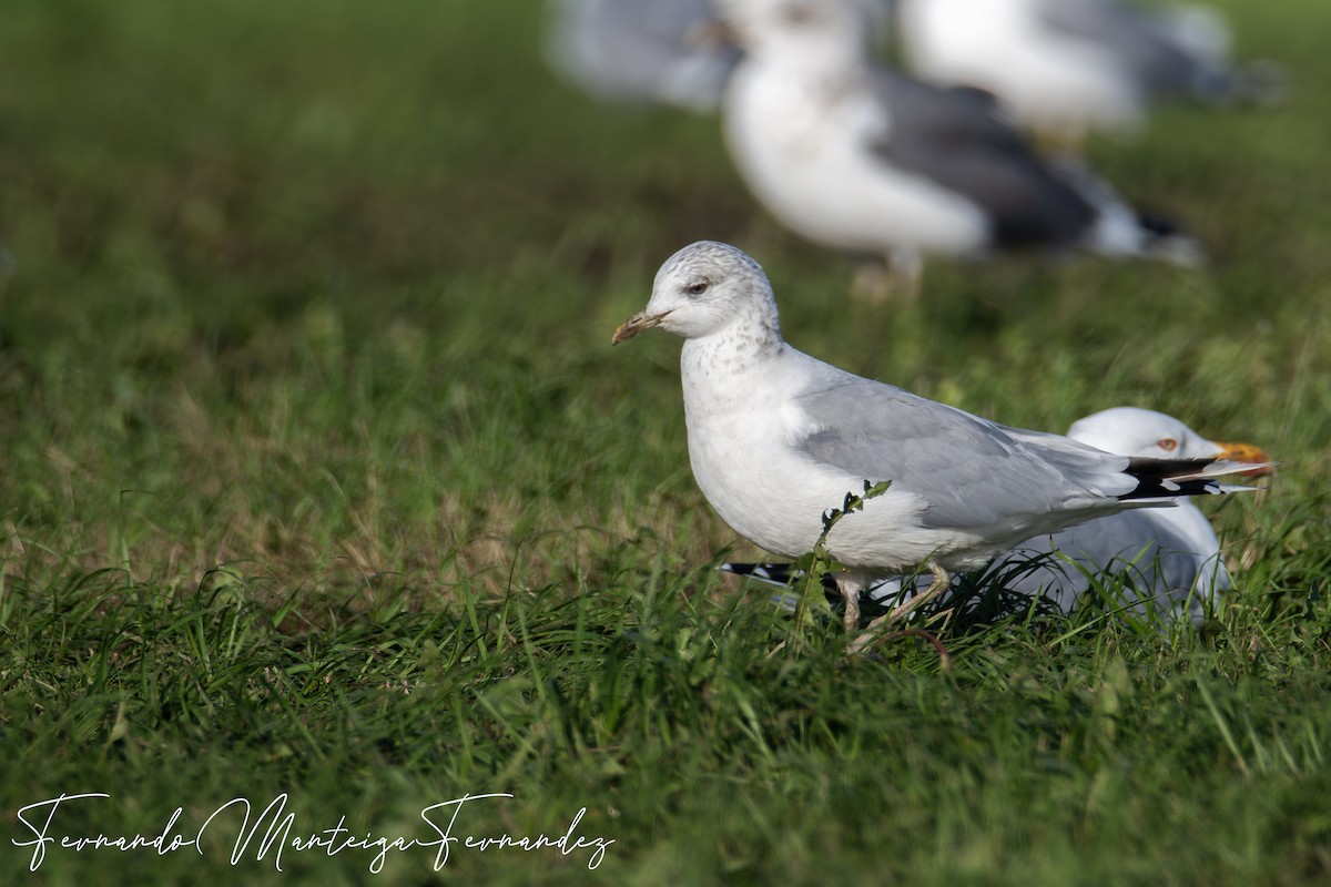 Common Gull - ML646448073
