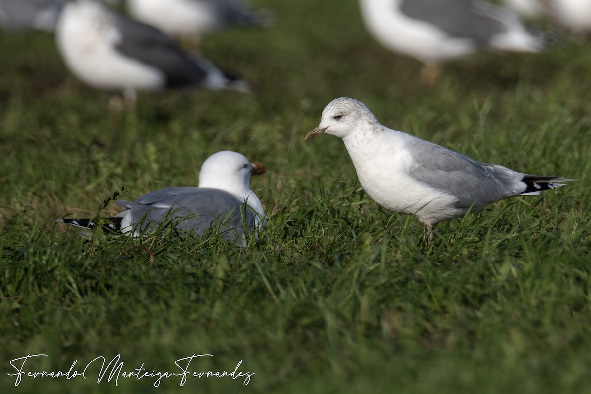 Common Gull - ML646448074