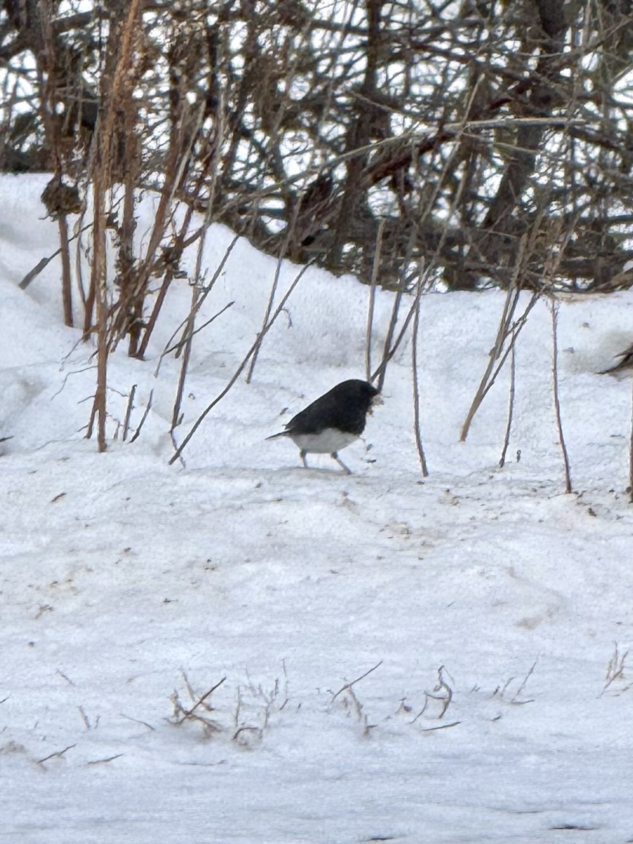 strnadec zimní - ML646448078