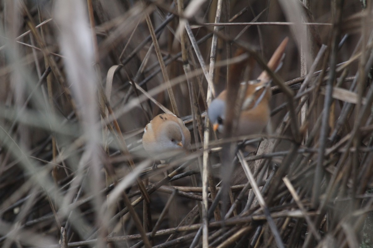 Сахалт хөх бух - ML646448079