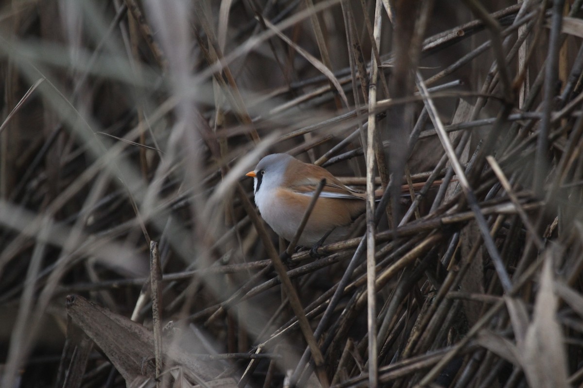 Сахалт хөх бух - ML646448080