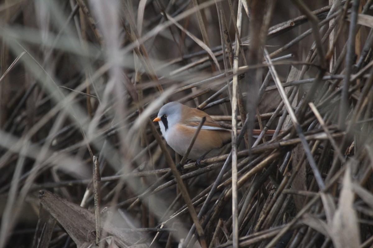 Сахалт хөх бух - ML646448081