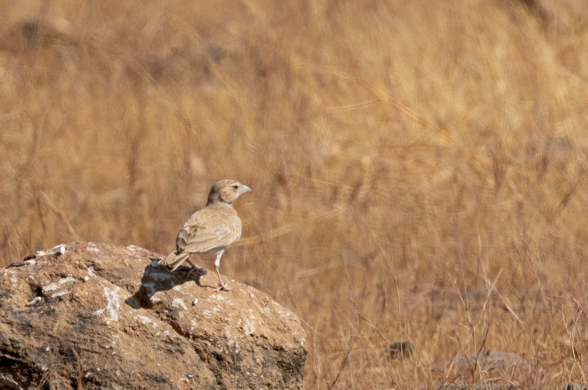 Black-crowned Sparrow-Lark - ML646448085
