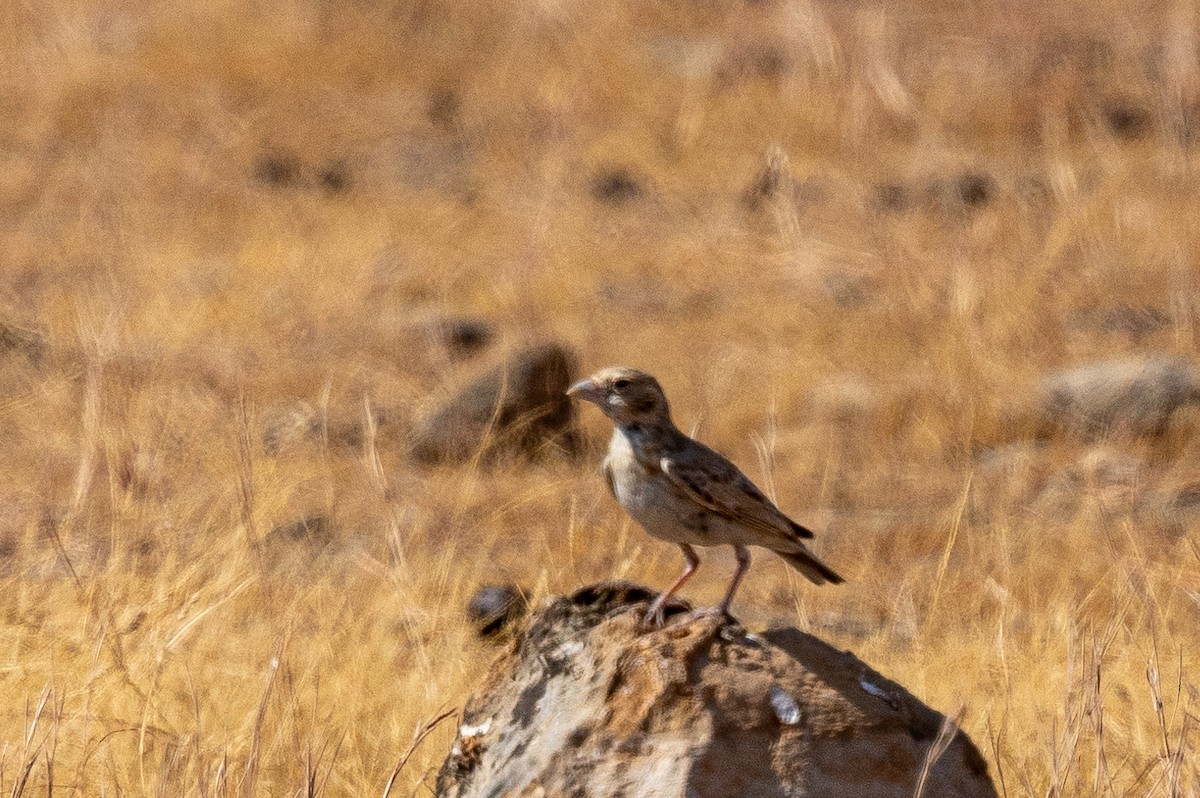 Black-crowned Sparrow-Lark - ML646448086